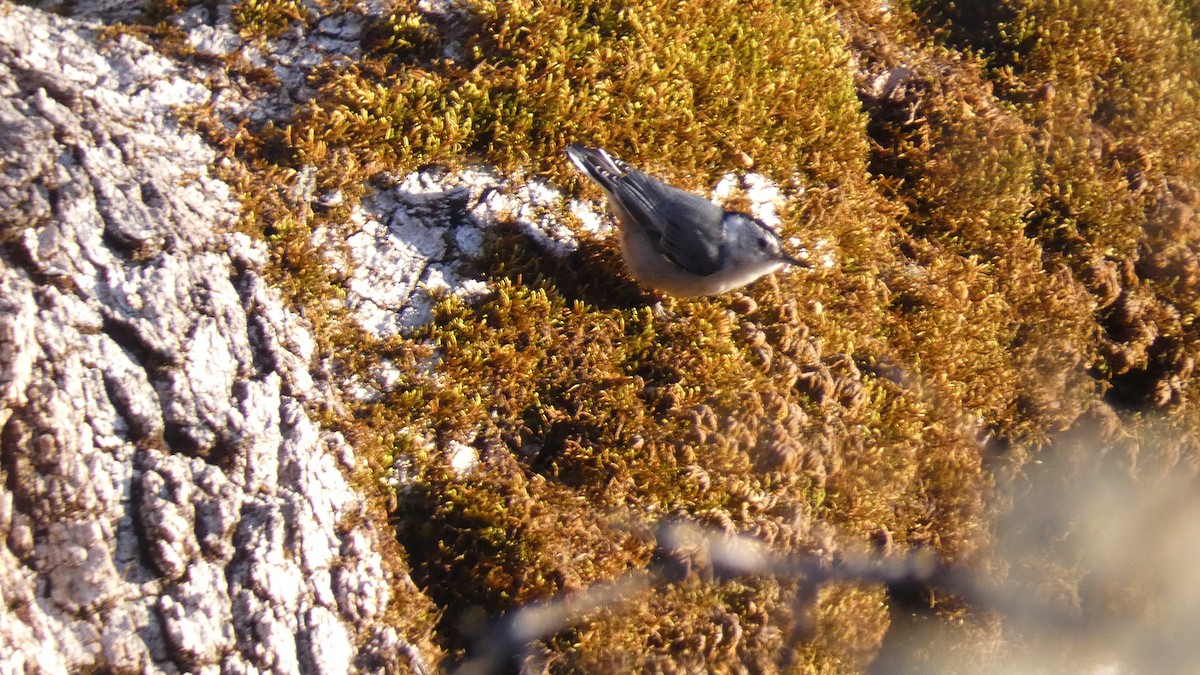 White-breasted Nuthatch - ML554758141