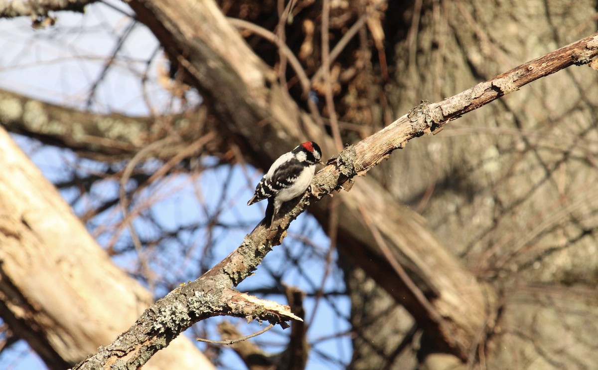 Downy Woodpecker - ML554758951