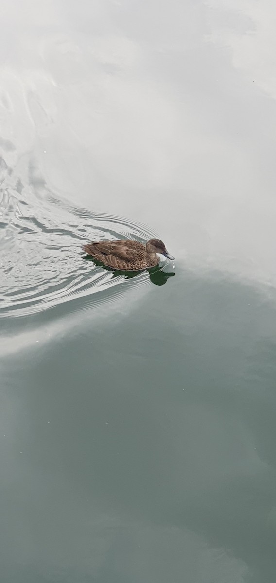 Chestnut Teal - D England