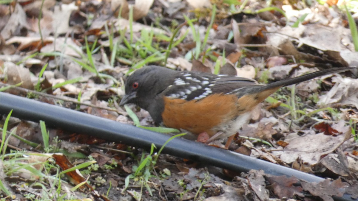 Spotted Towhee - ML554759471