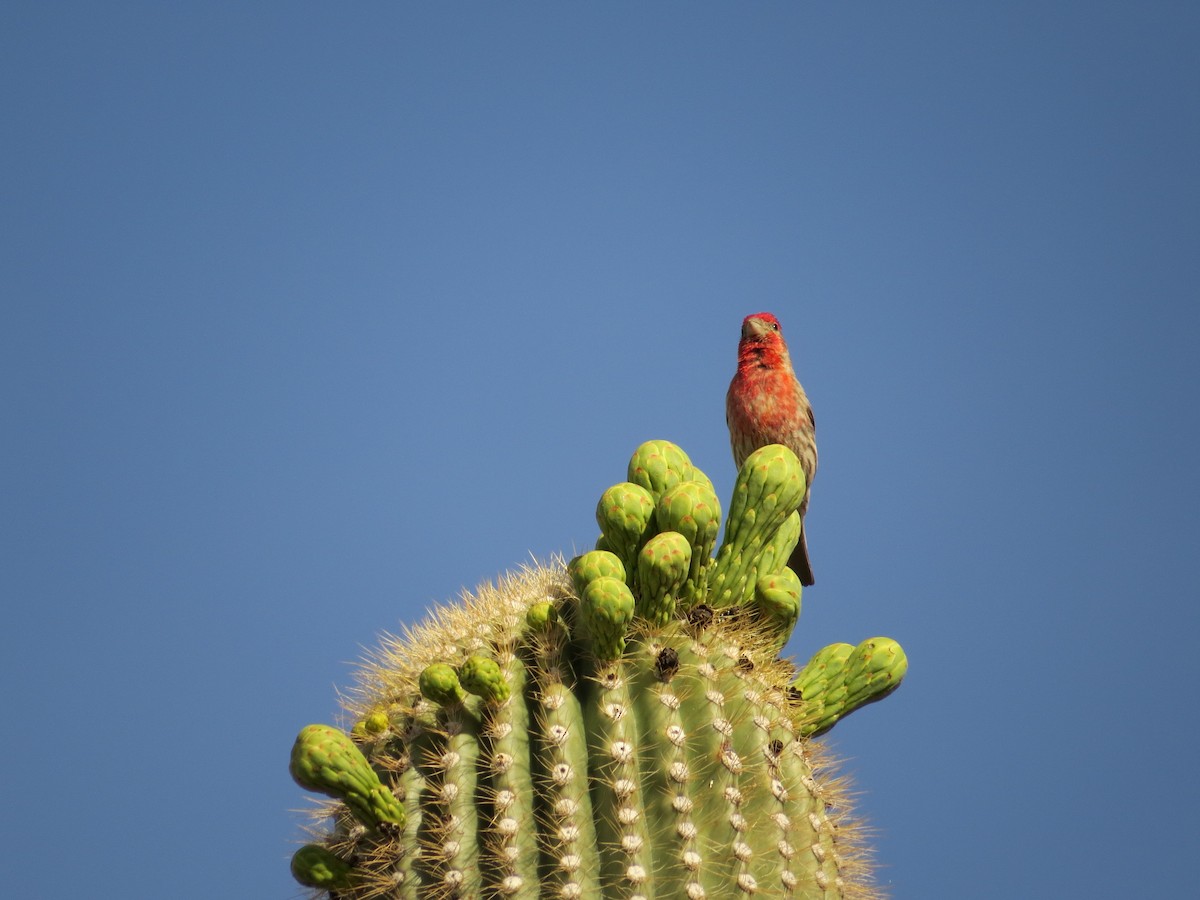 House Finch - Lois Stacey