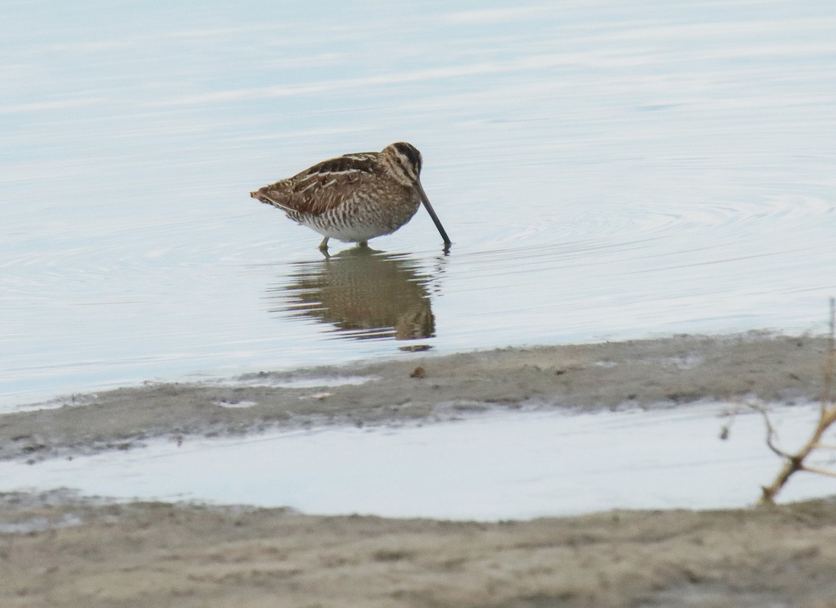 Wilson's Snipe - ML554759871