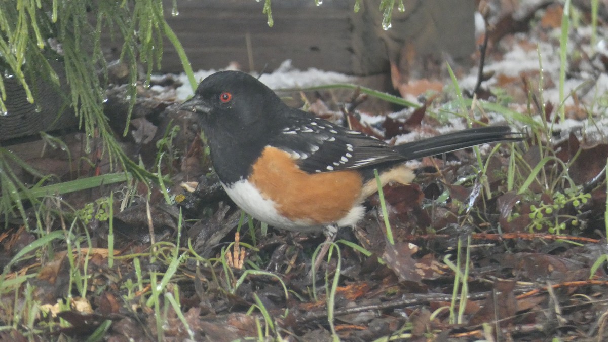 Spotted Towhee - ML554760181