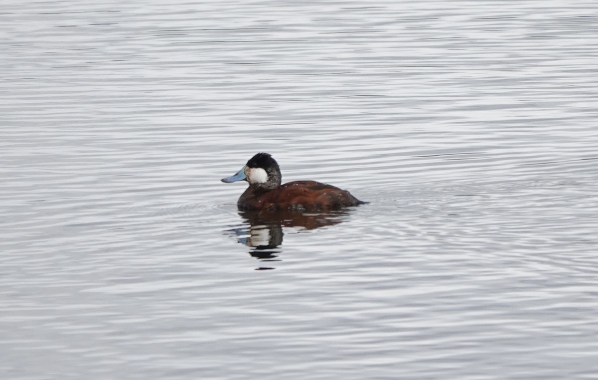 Ruddy Duck - Jack Hurt