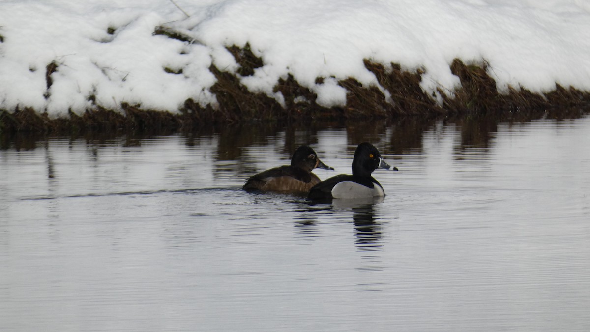 Ring-necked Duck - ML554760511