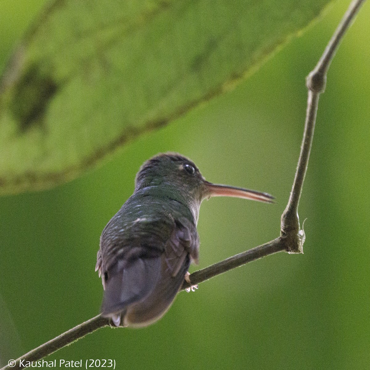 Colibrí Patirrojo - ML554760751