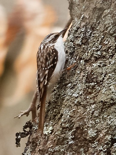 Brown Creeper - ML554761311