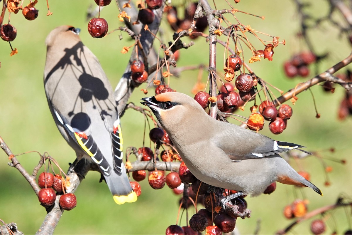 Bohemian Waxwing - ML554761491