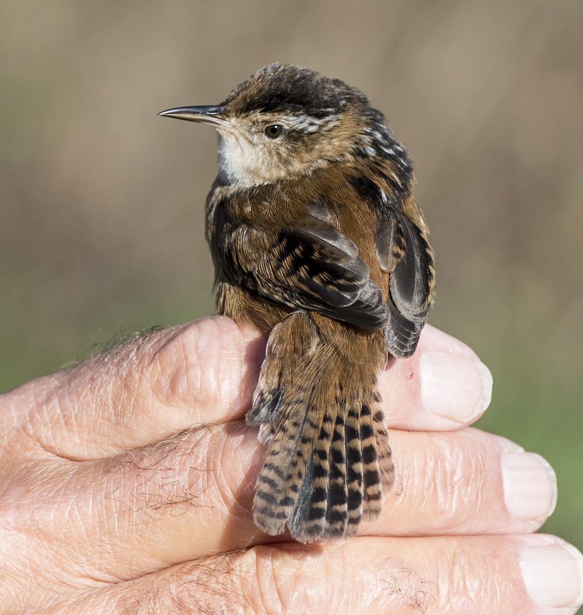 Marsh Wren - ML55476171