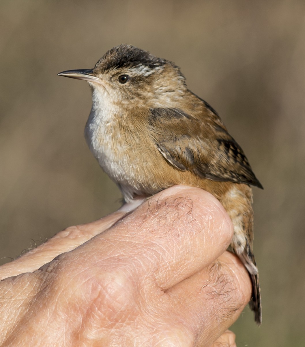 Marsh Wren - ML55476181