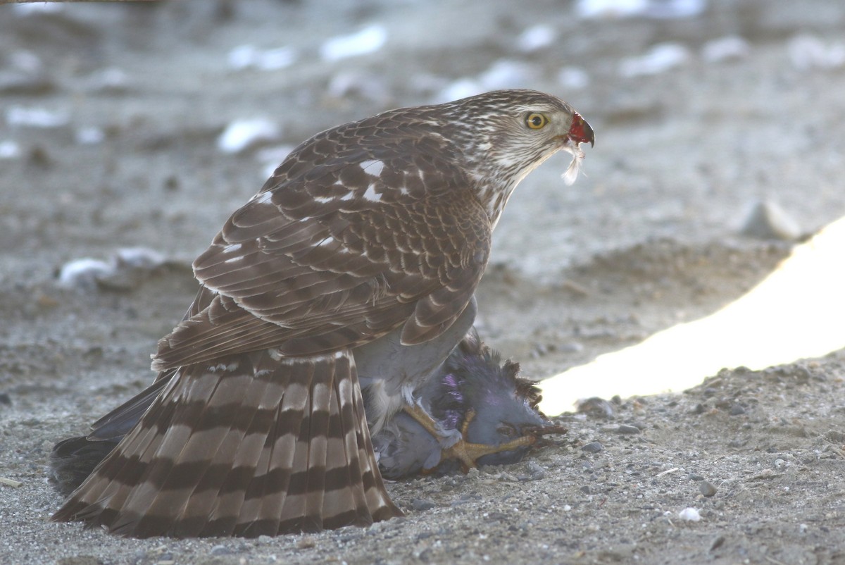 Cooper's Hawk - ML55476401