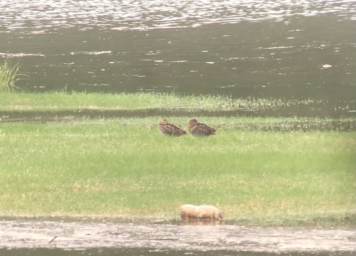 Wilson's Snipe - ML554764781