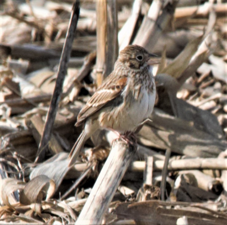 Vesper Sparrow - Dwight Moser