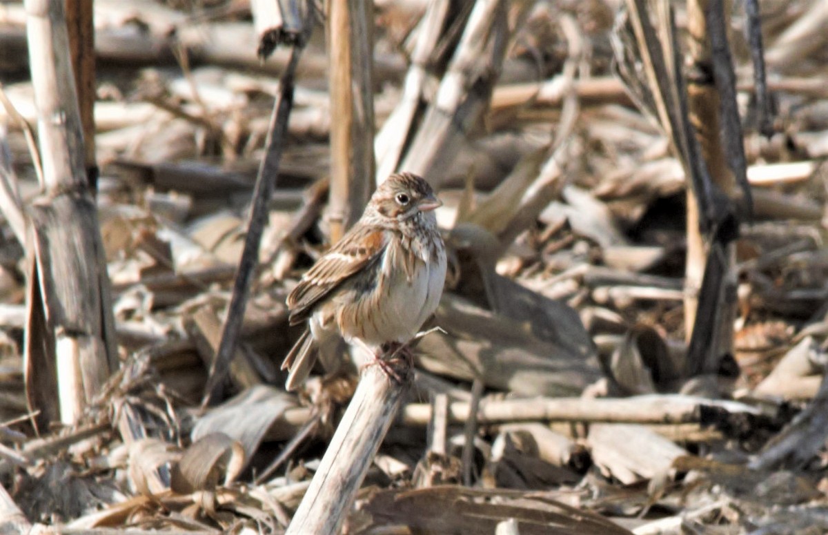 Vesper Sparrow - Dwight Moser
