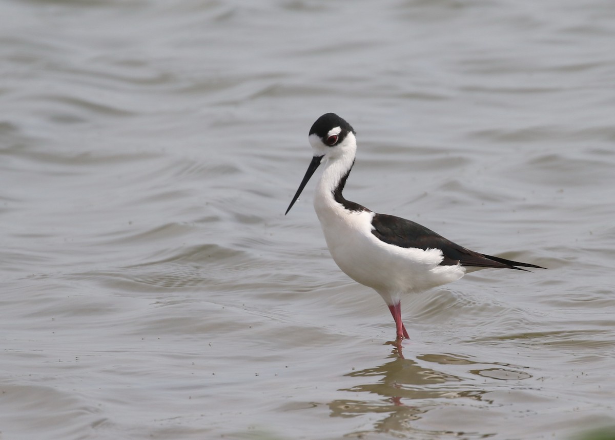 Black-necked Stilt - Hendrik Swanepoel