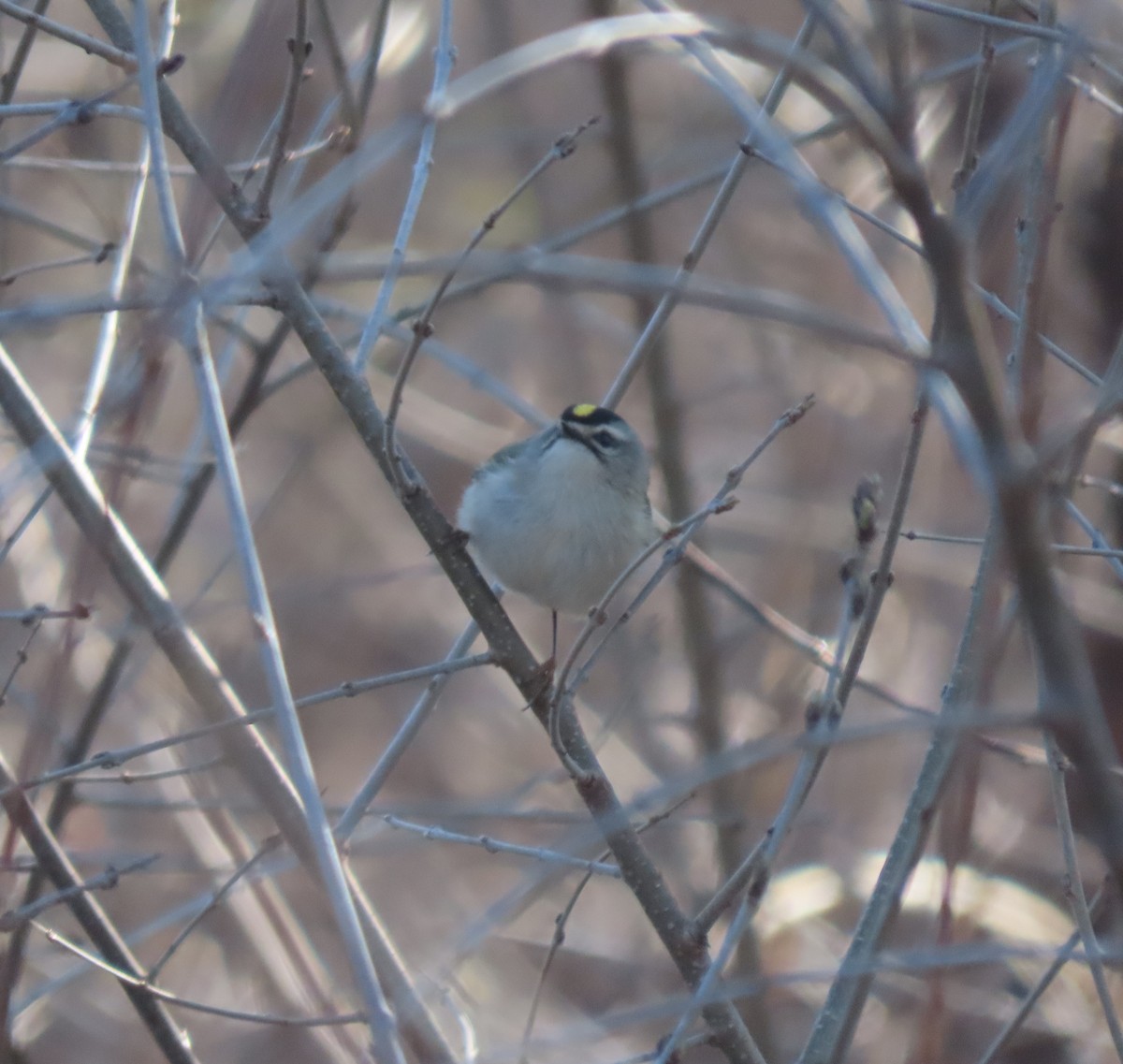 Golden-crowned Kinglet - ML554766721