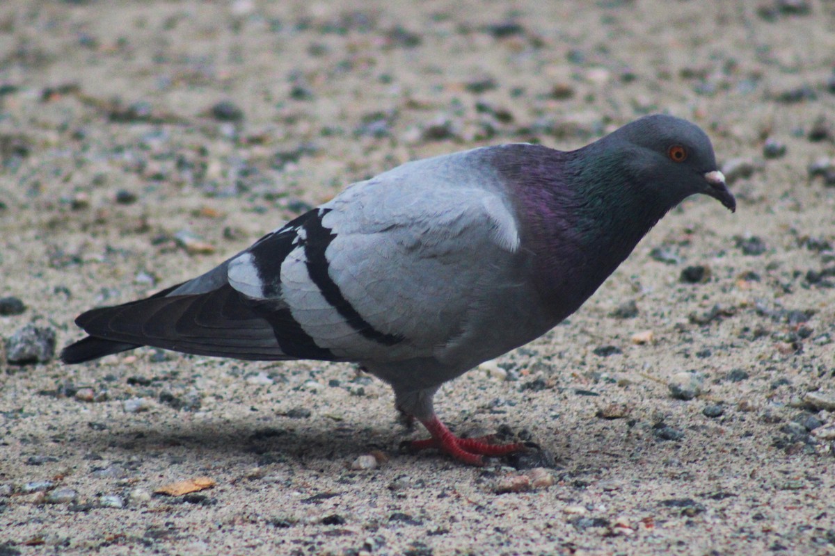 Rock Pigeon (Feral Pigeon) - Enéas Junior