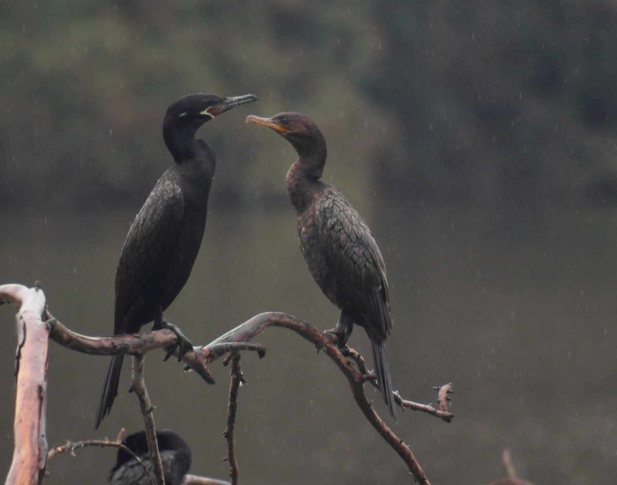 Neotropic Cormorant - ML554768871