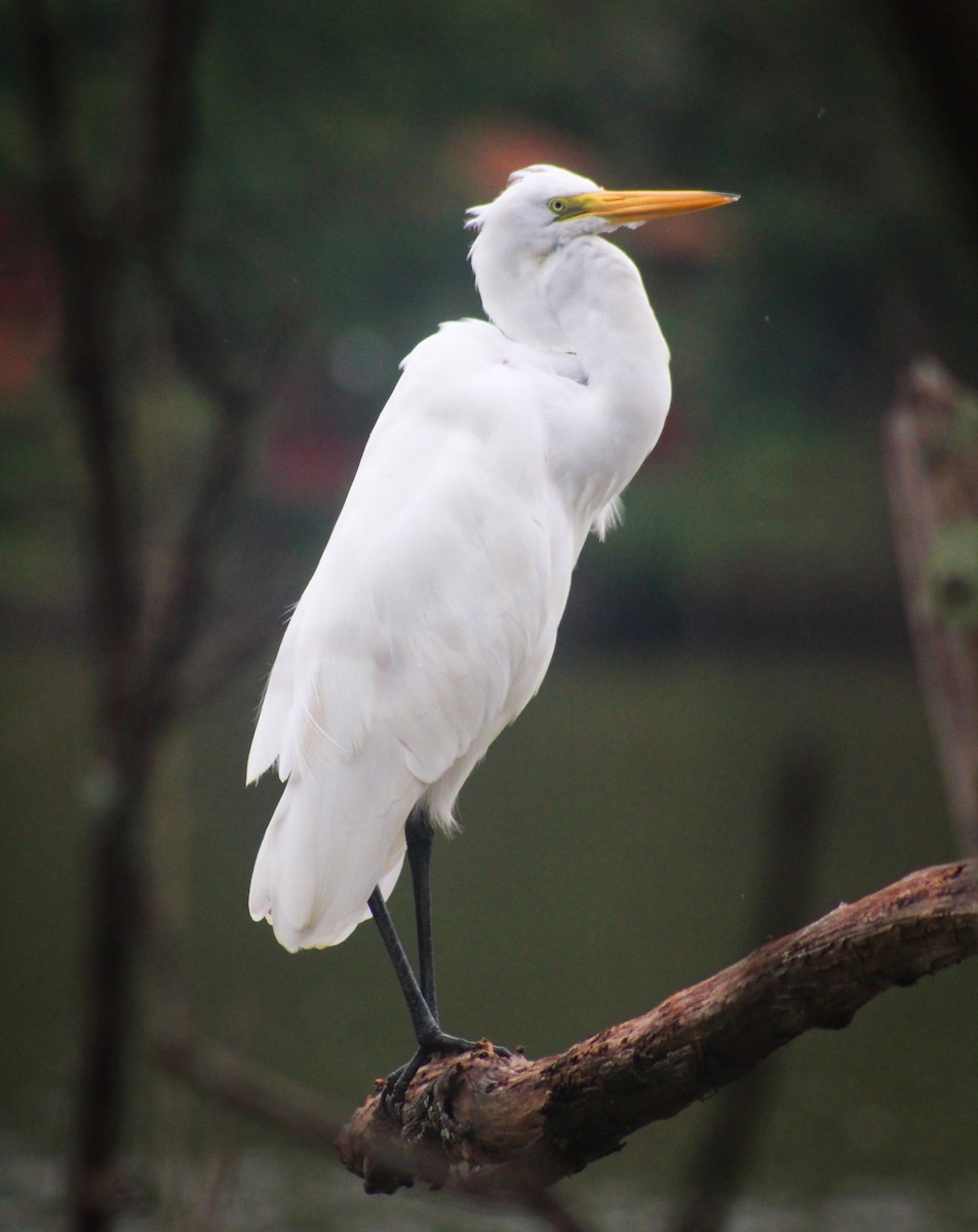 Great Egret - Enéas Junior