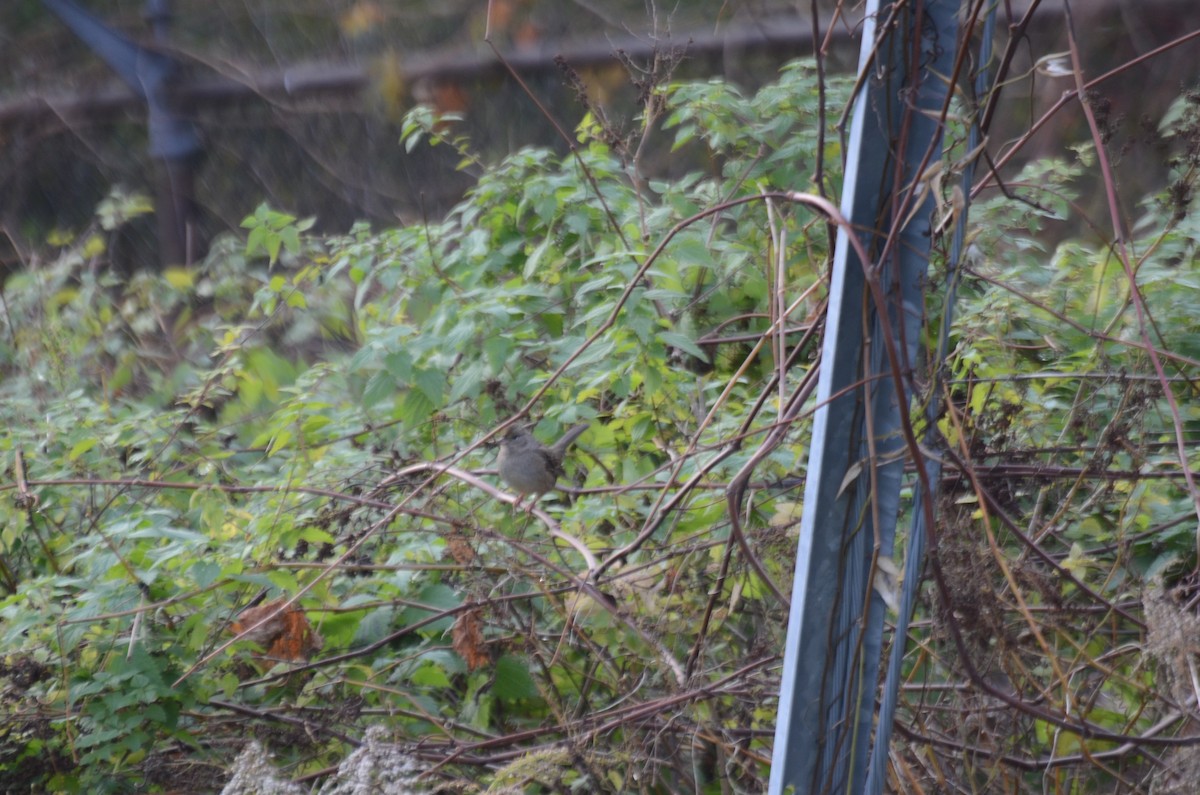 Golden-crowned Sparrow - ML554769591