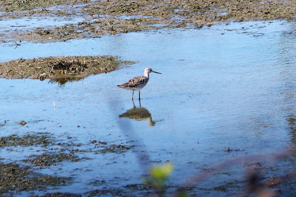 Greater Yellowlegs - ML55477131