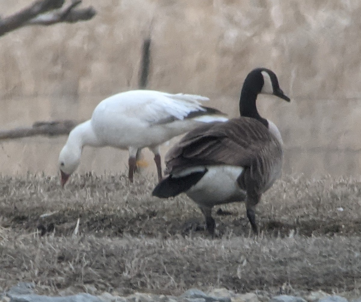 Snow Goose - ML554771481