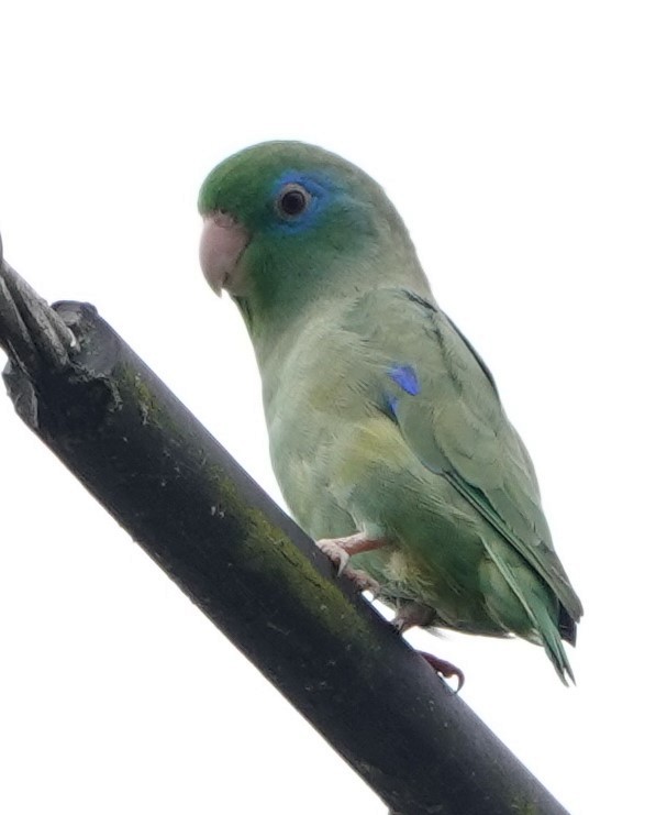 Spectacled Parrotlet - Terry Doyle