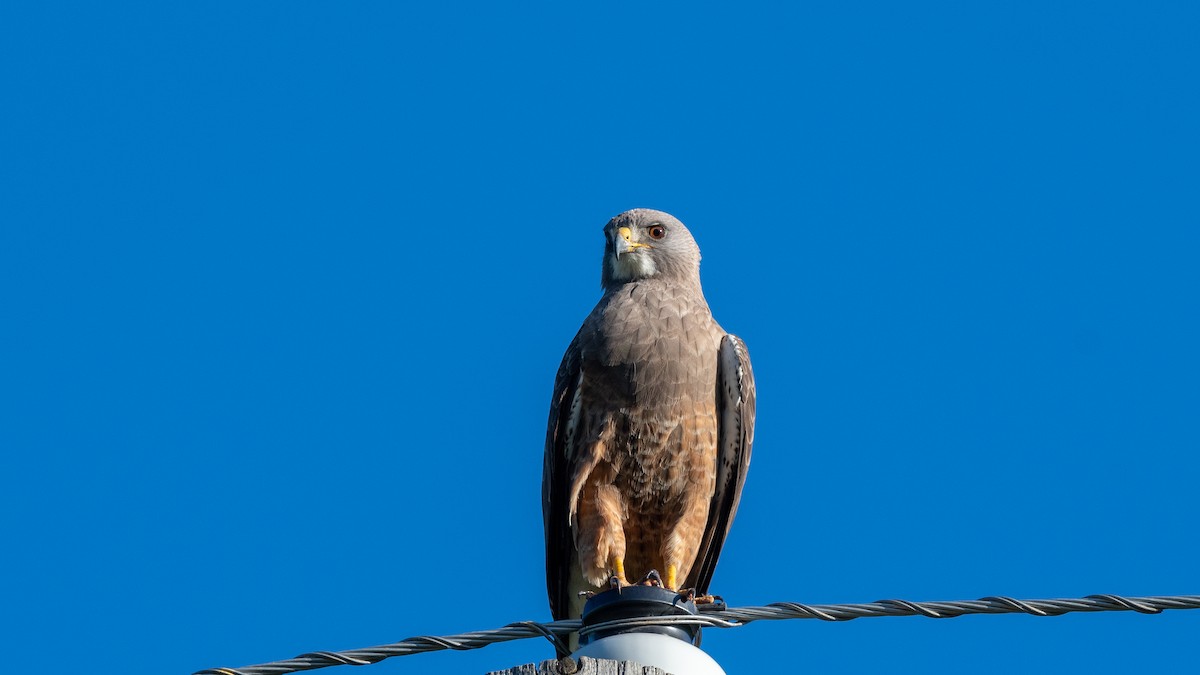 Swainson's Hawk - ML554774931