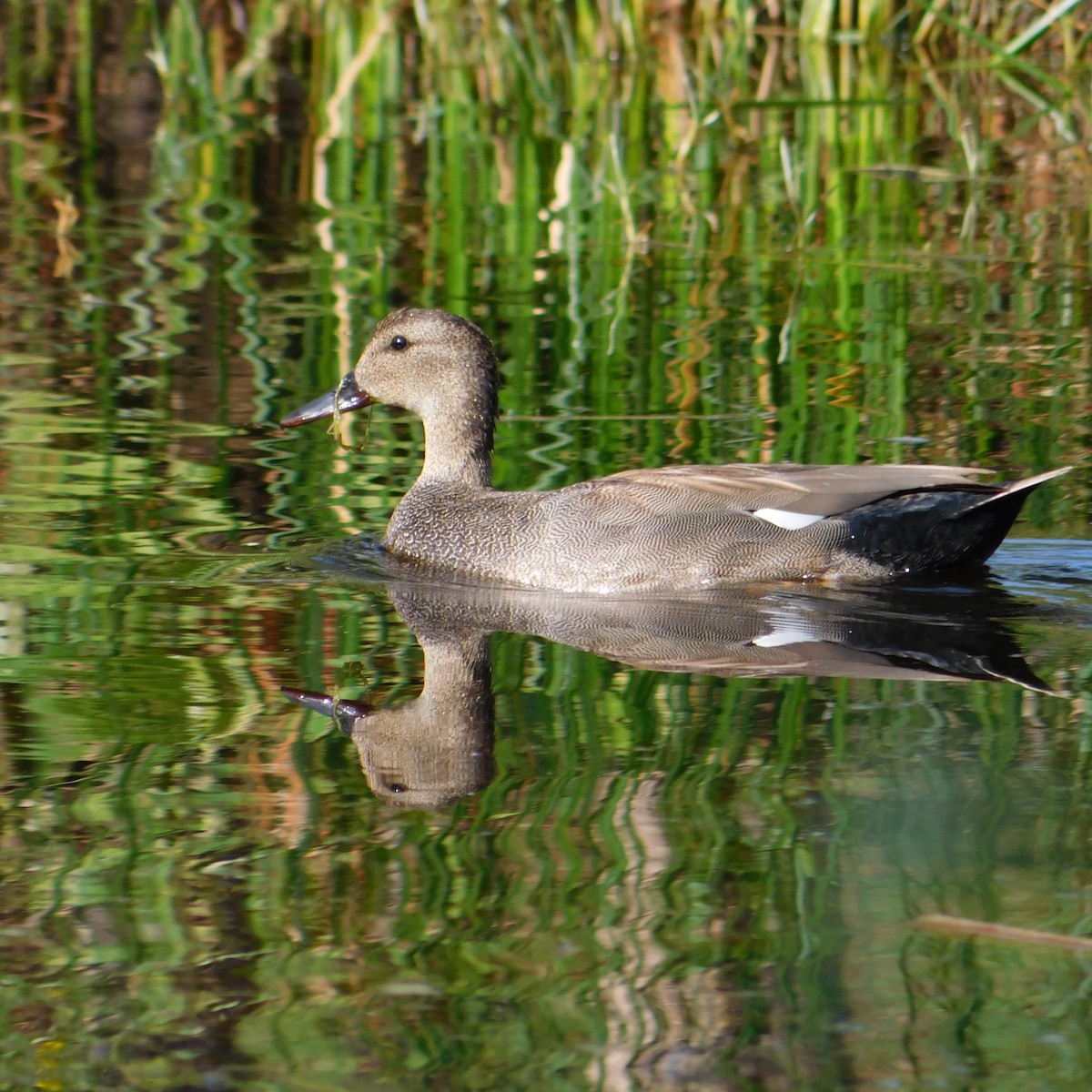 Gadwall - ML554775301