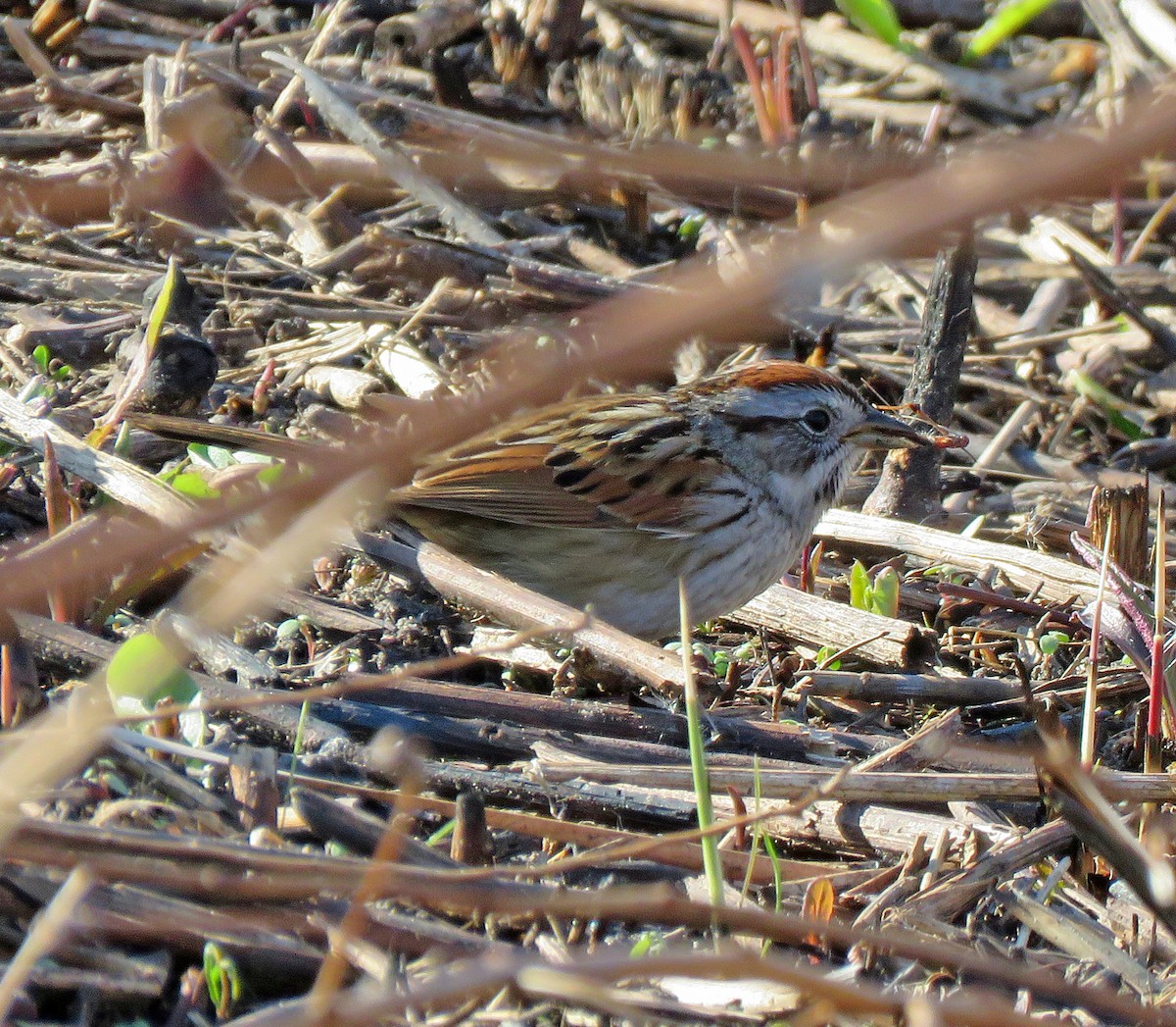 Swamp Sparrow - ML554775941