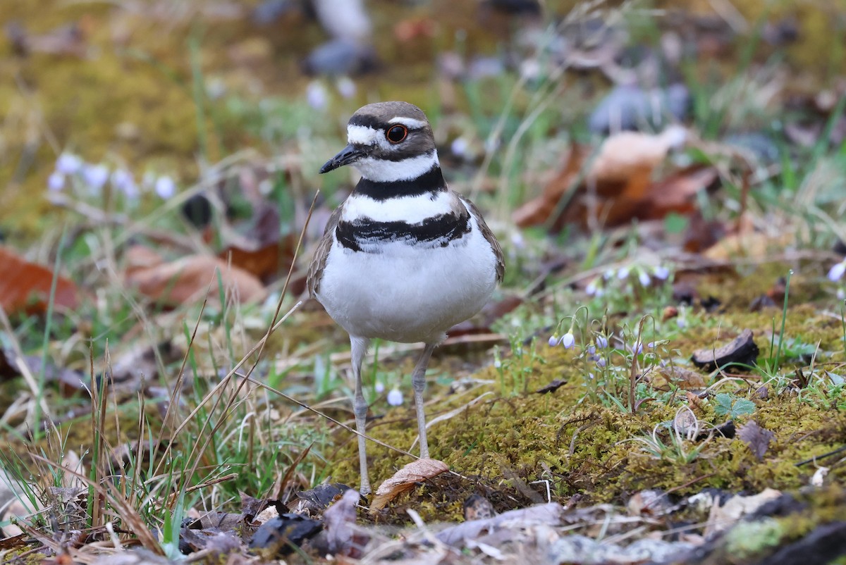 Killdeer - Derek Yoder