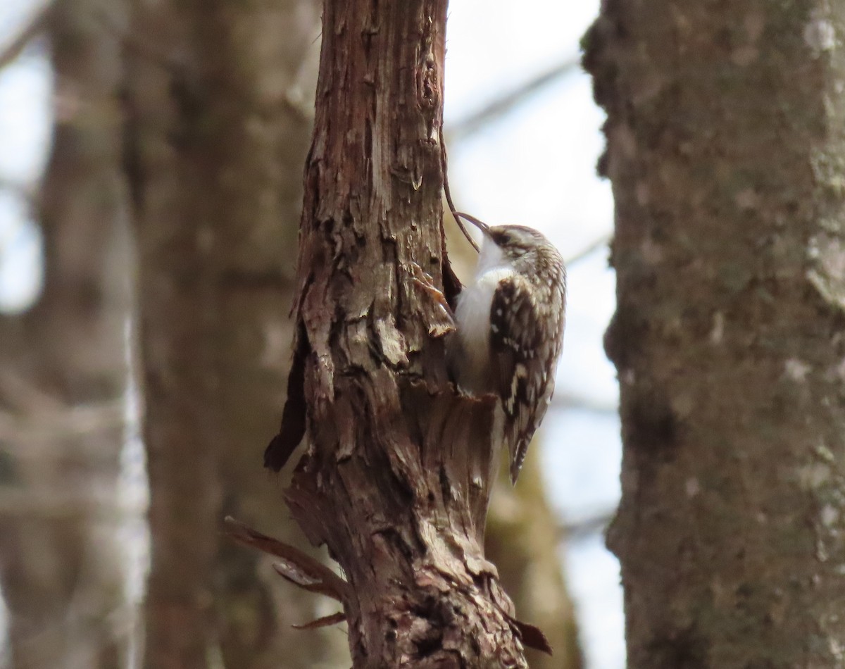 Brown Creeper - Kevin Topping