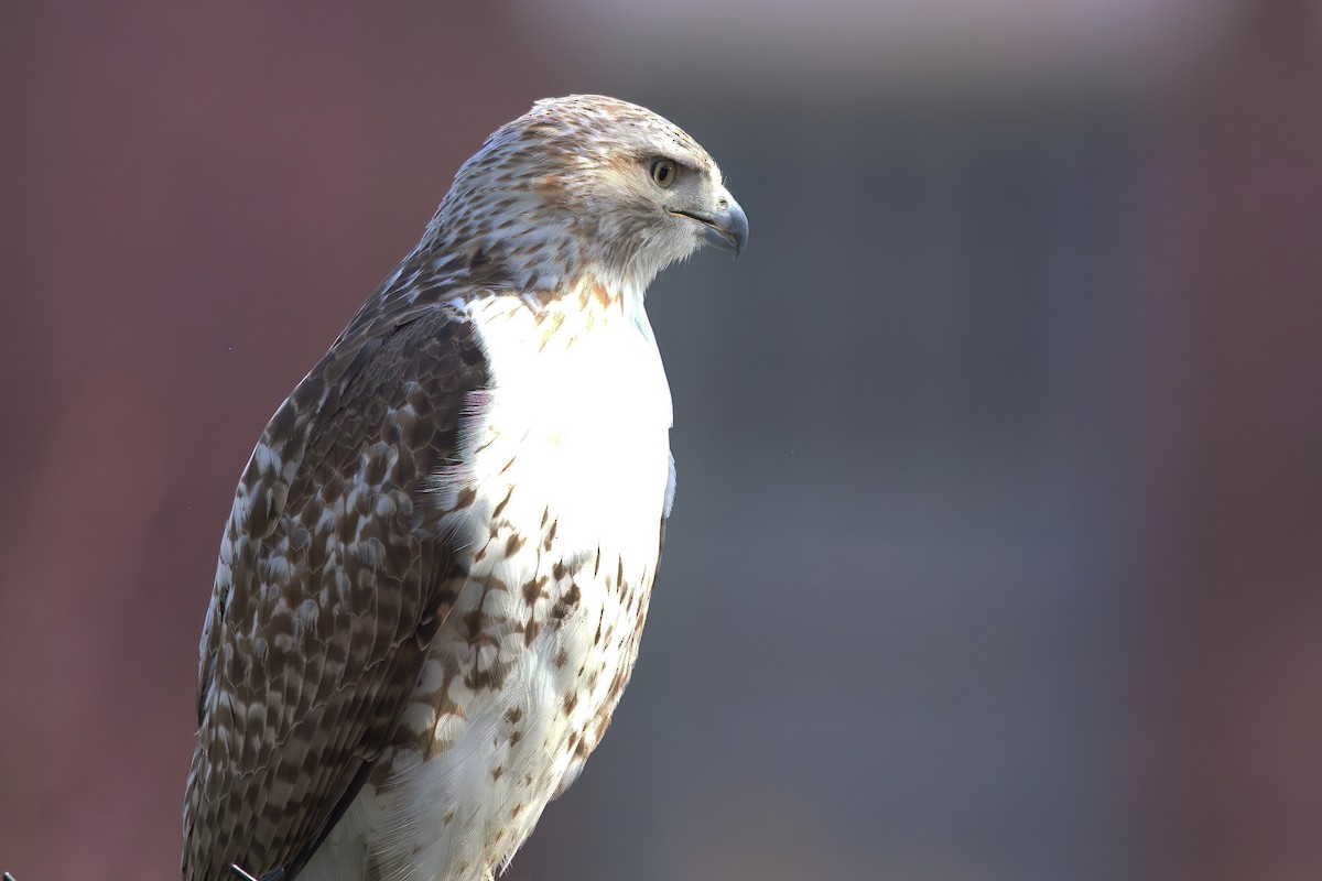 Red-tailed Hawk - ML554776661