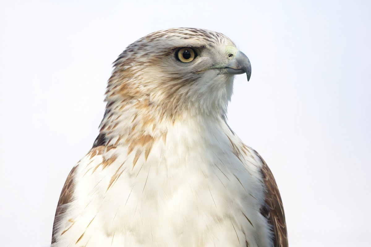 Red-tailed Hawk - ML554776671