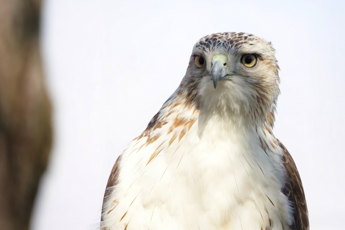 Red-tailed Hawk - ML554776681