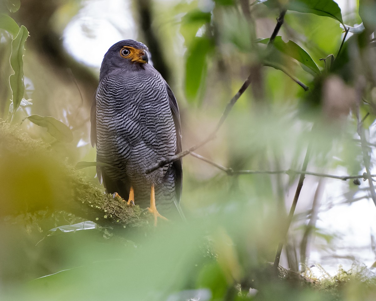 Barred Forest-Falcon - ML554777701