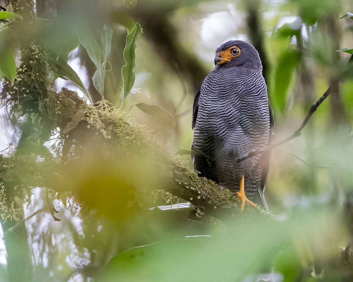 Barred Forest-Falcon - ML554777721