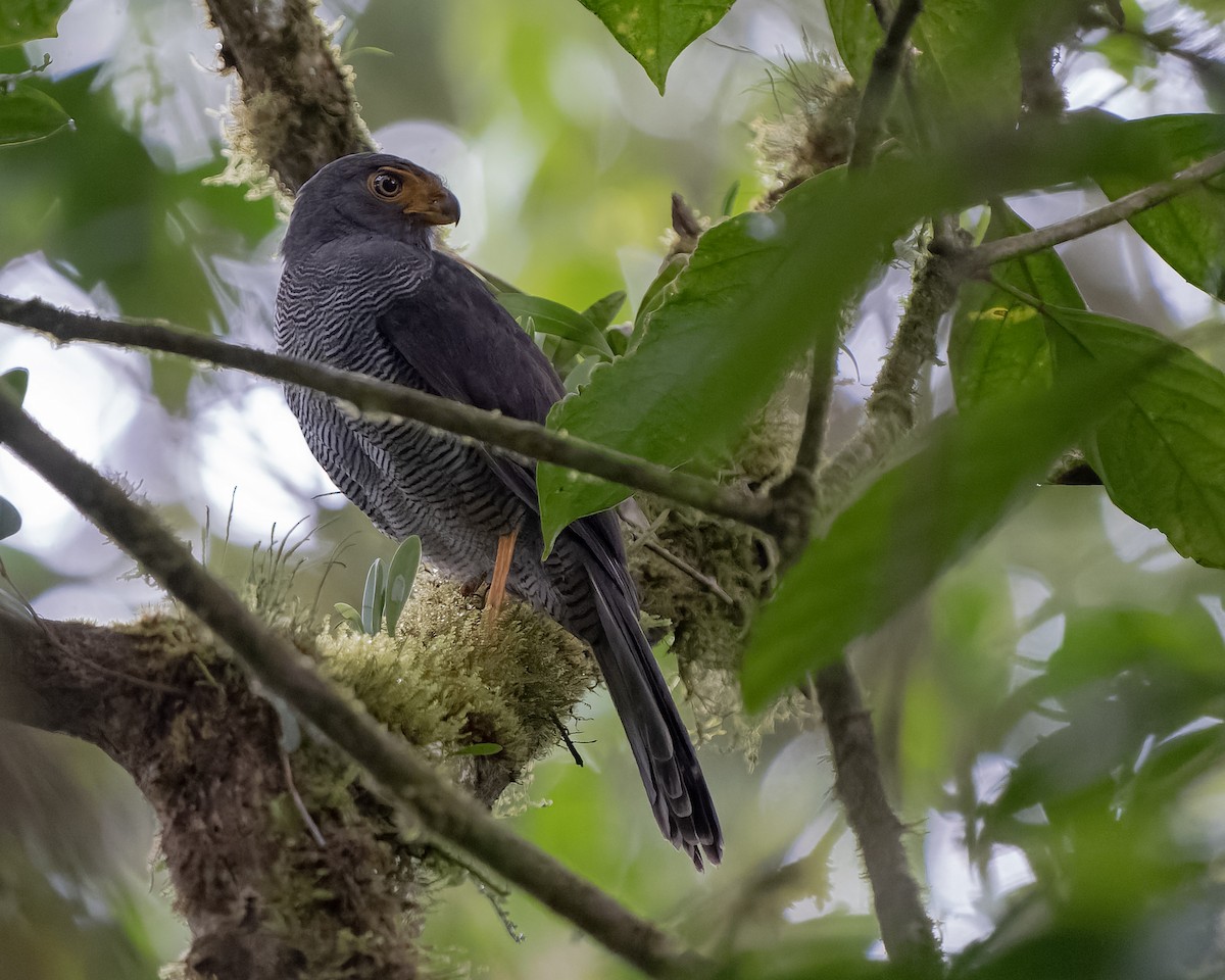 Barred Forest-Falcon - ML554777731