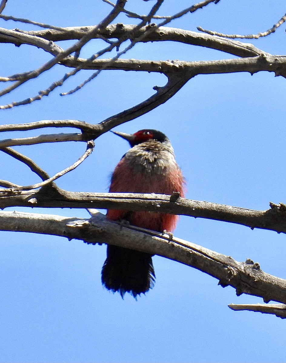 Lewis's Woodpecker - ML554777941