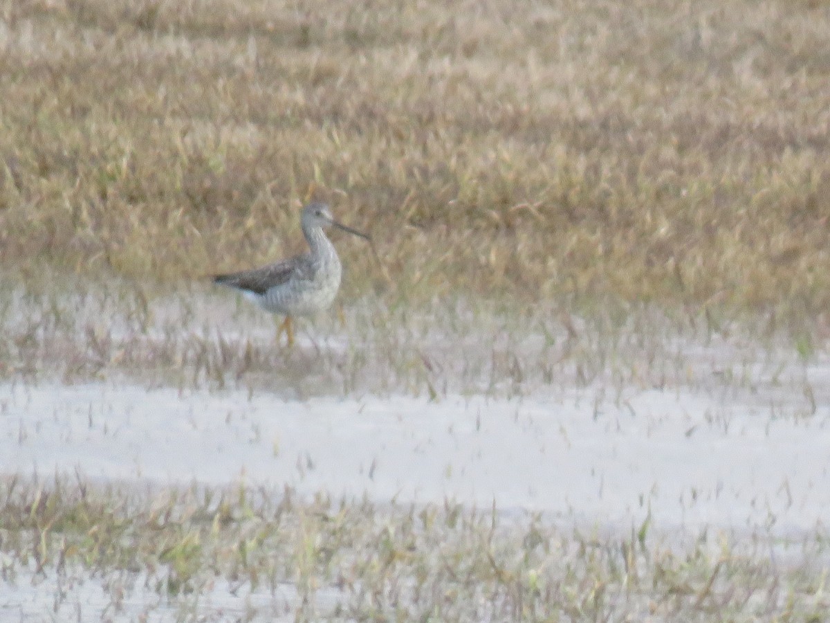 Greater Yellowlegs - ML554778031