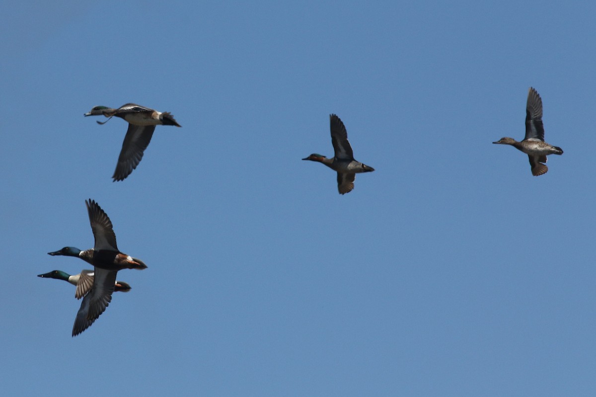 Northern Shoveler - ML55477831