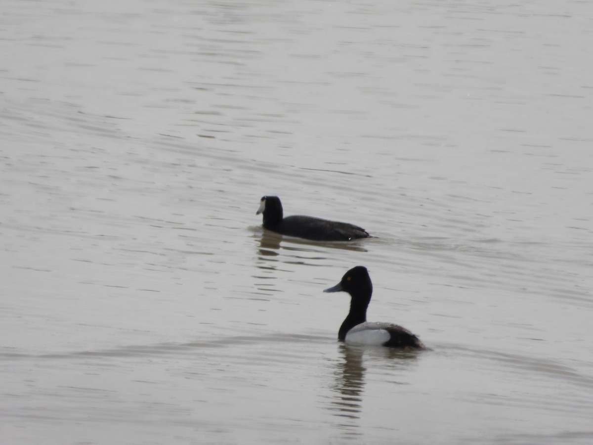 Lesser Scaup - Tom Wuenschell