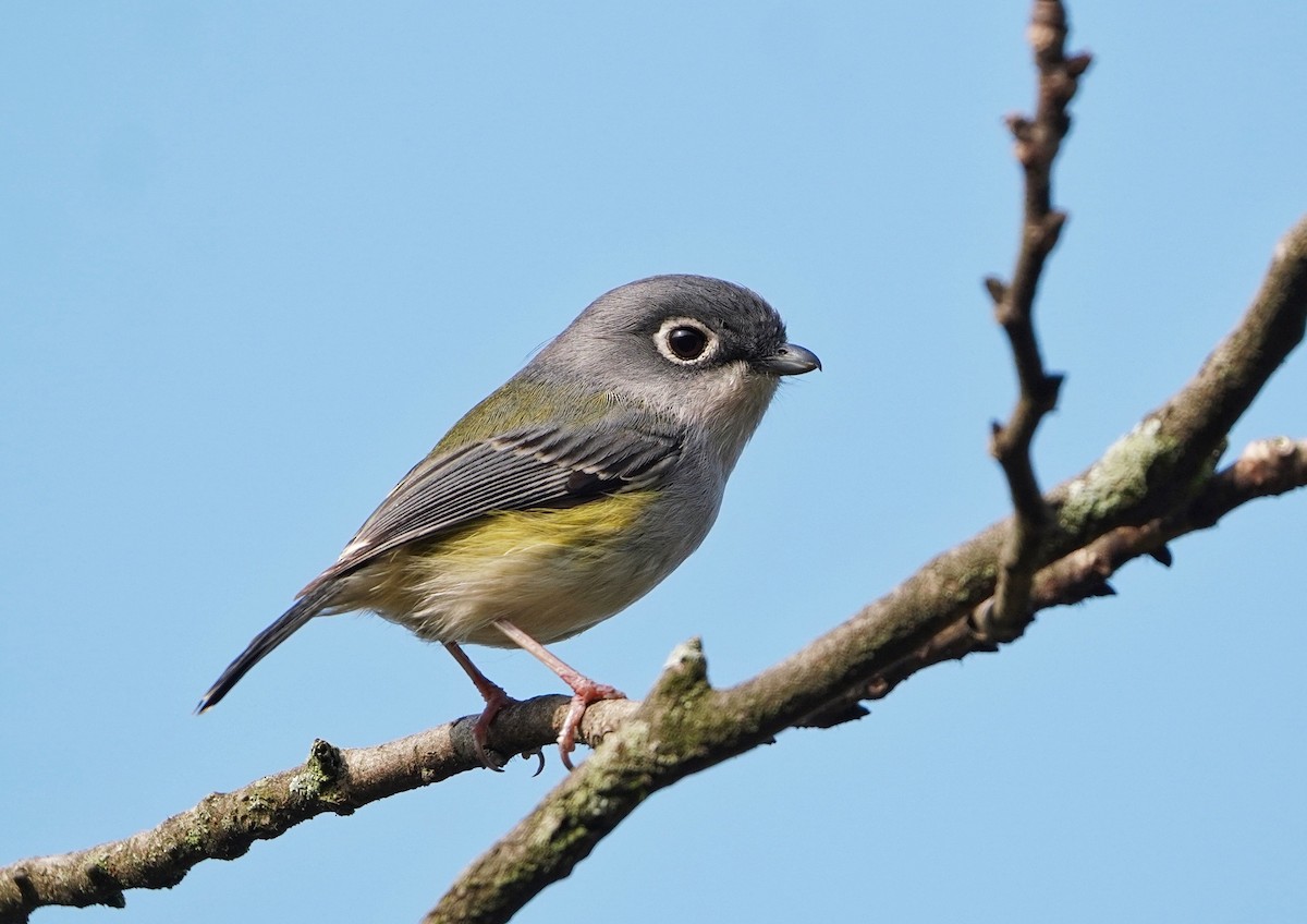 Green Shrike-Babbler - 浙江 重要鸟讯汇整