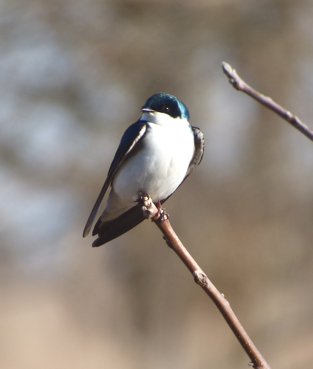 Tree Swallow - ML554781971