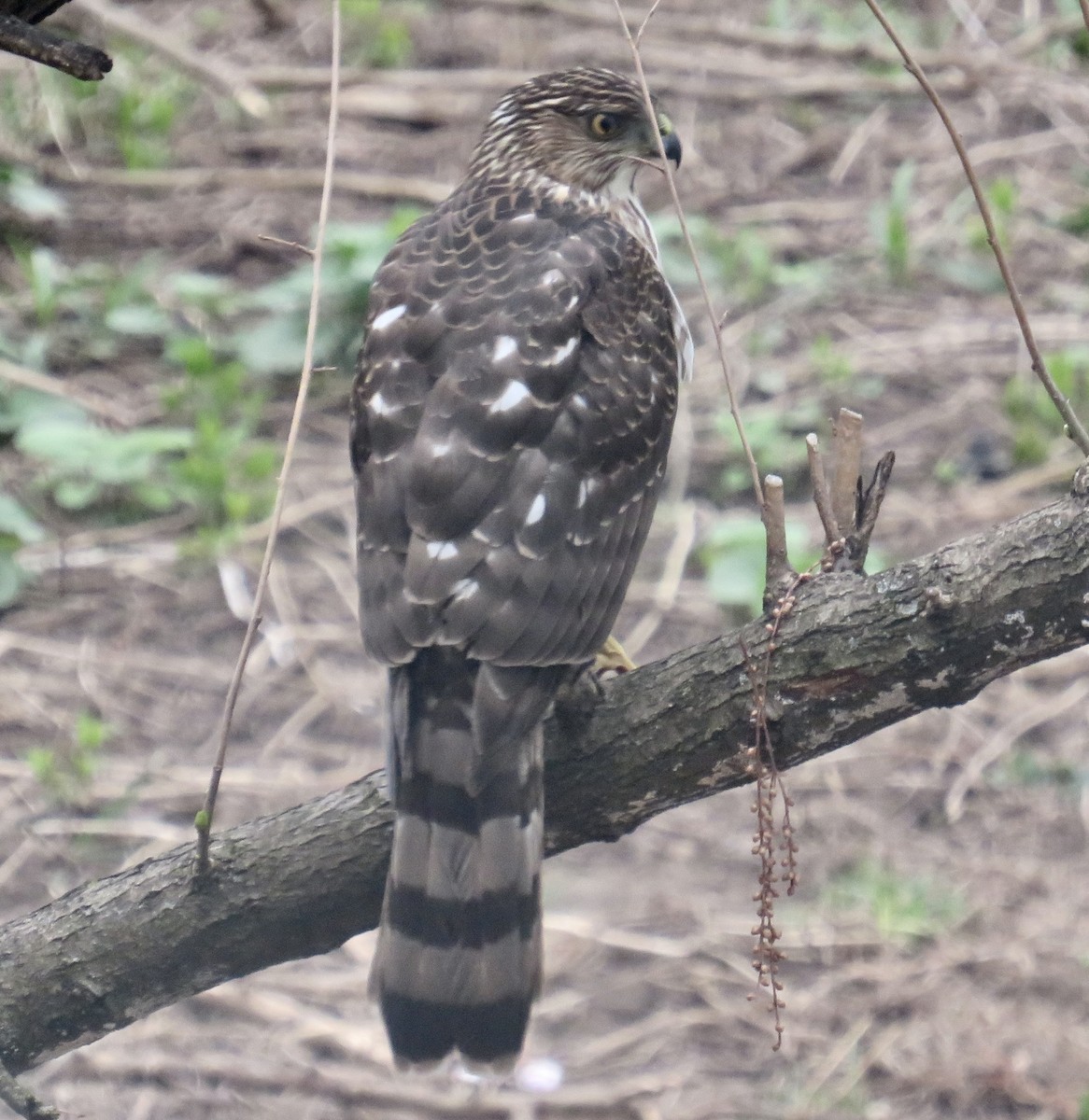 Cooper's Hawk - Angela Romanczuk