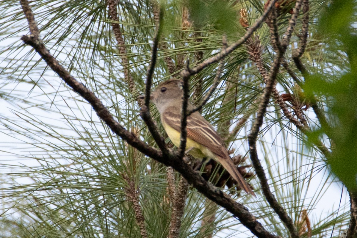 Great Crested Flycatcher - ML554782381