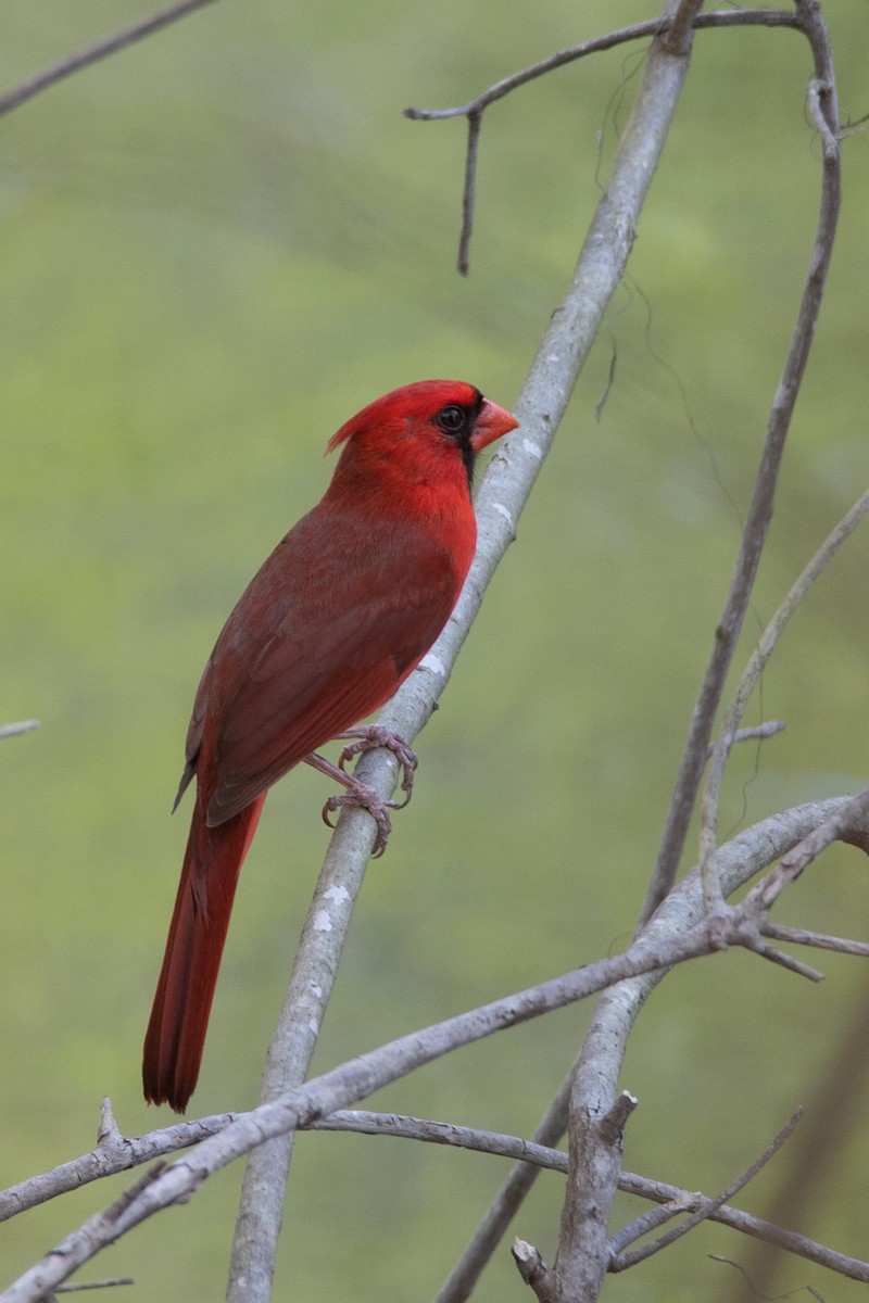 Northern Cardinal - ML554782461