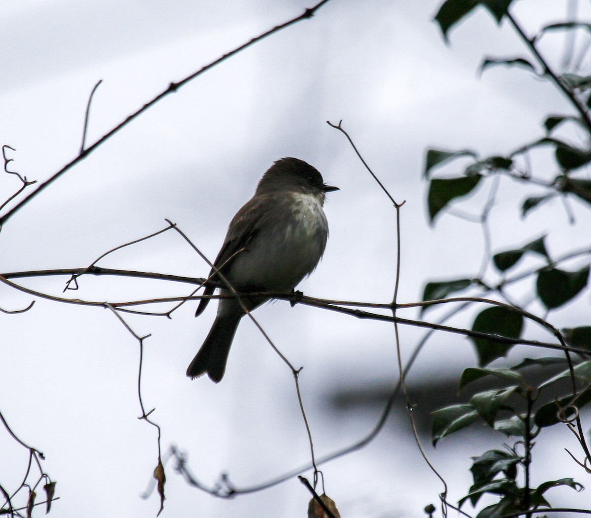Eastern Phoebe - ML554782781