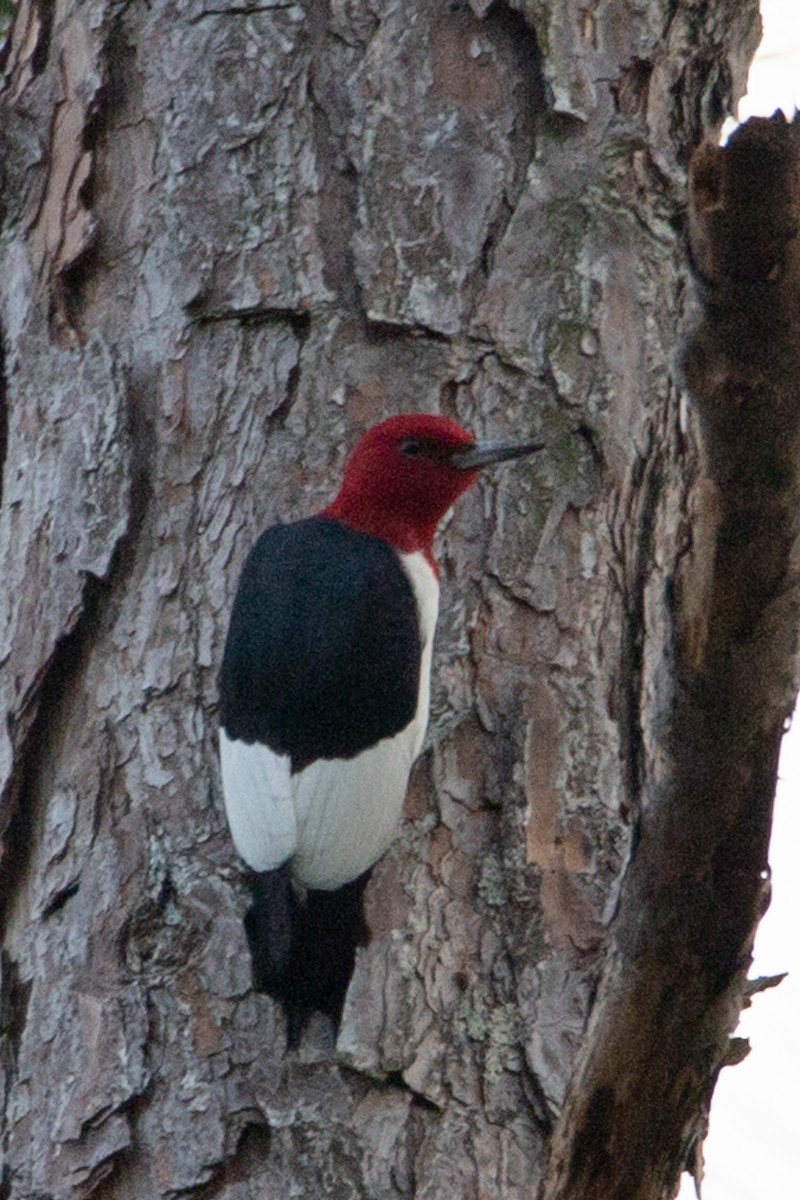 Red-headed Woodpecker - ML554783431