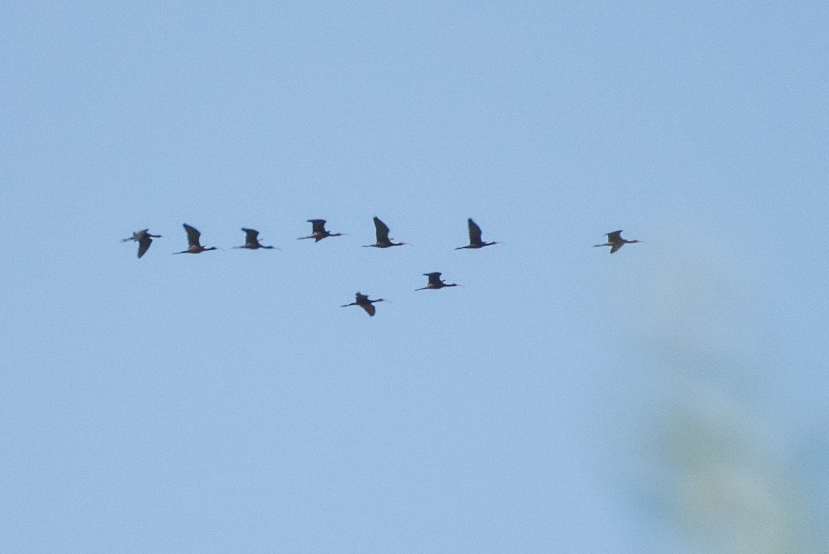 White-faced Ibis - ML55478351